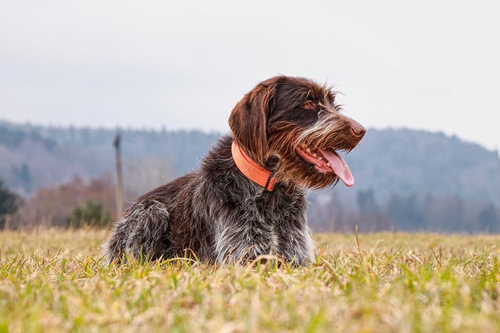 what is a wiry coated dog